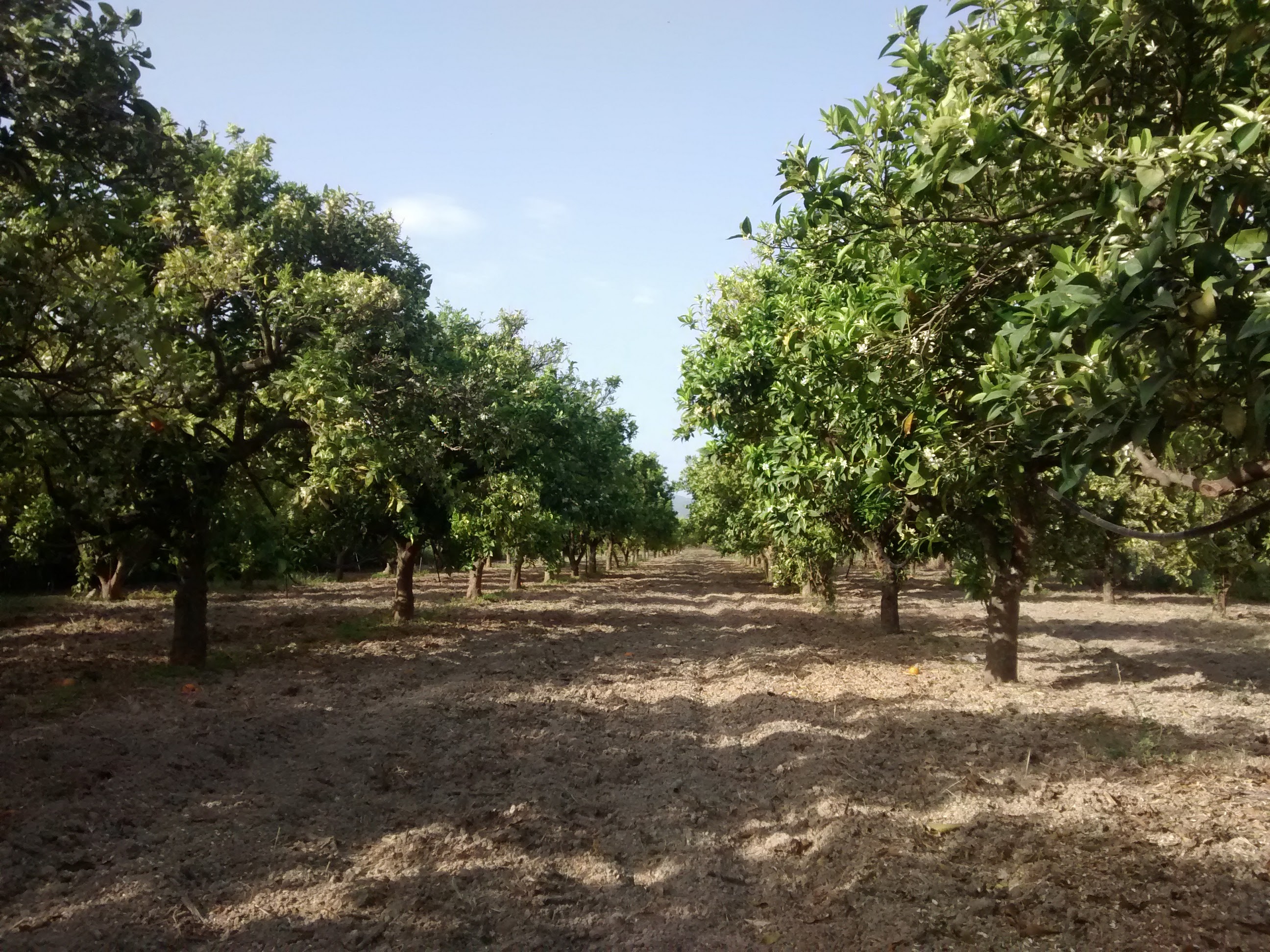 Orange orchard