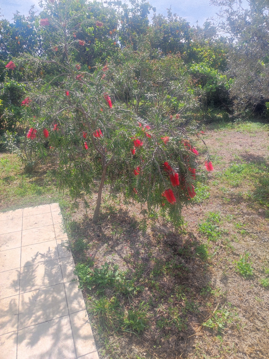 garden view 1