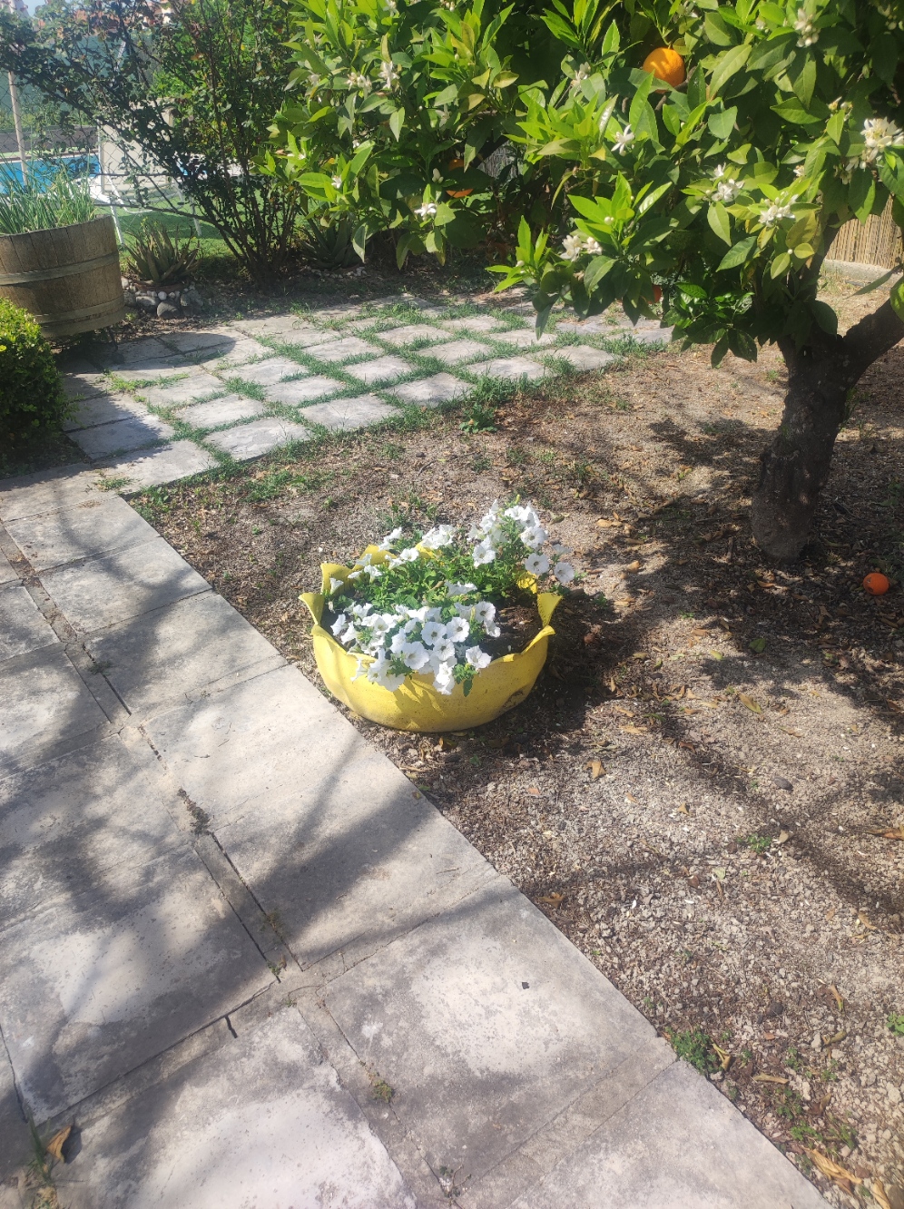garden view 4