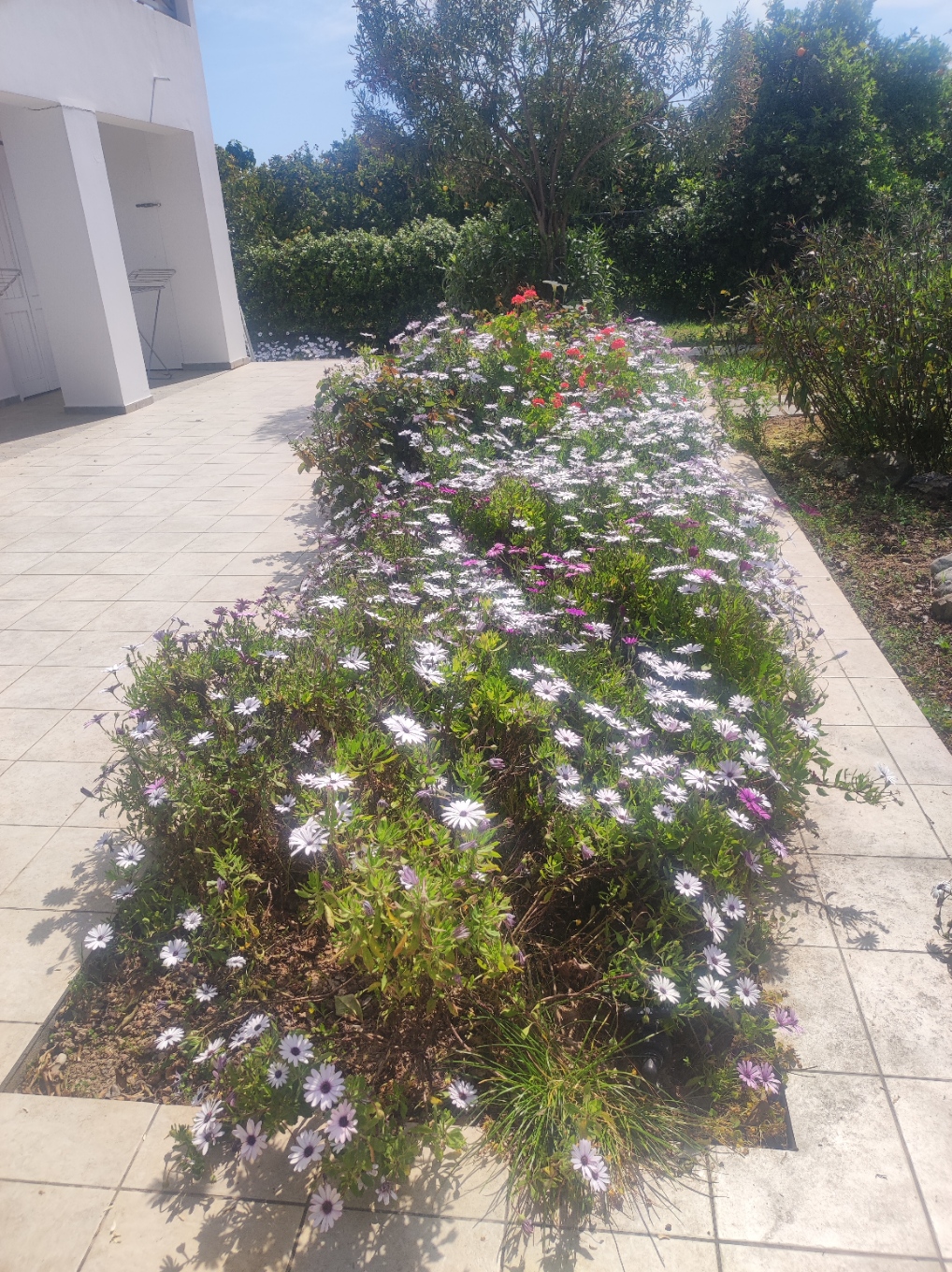 garden view 6
